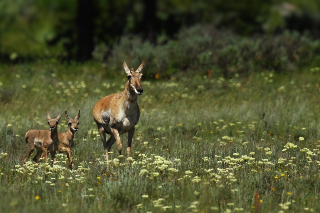 Grand Teton and Yellowstone wildlife tours