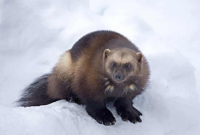 Mighty Mustelid: Back and Here to Stay? | Teton Science Schools