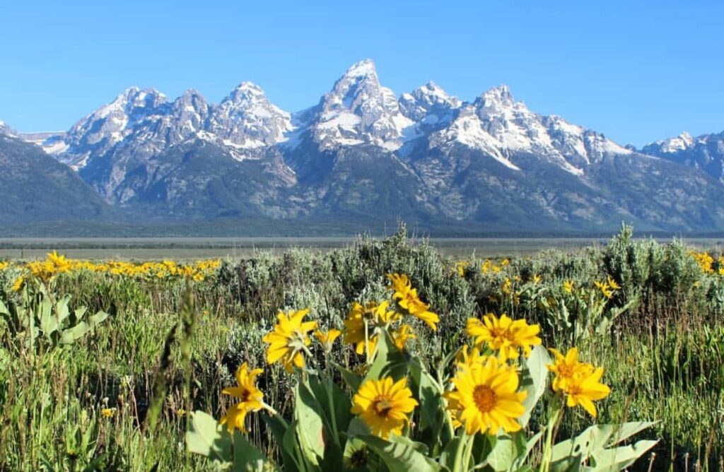 Wildflowers are found in abundance in spring in Grand Teton National Park