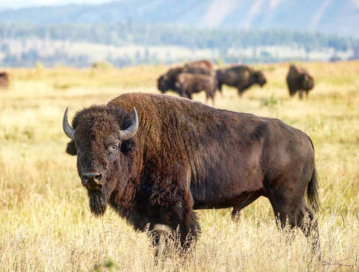 You Say Buffalo, I Say Bison. What’s the difference 