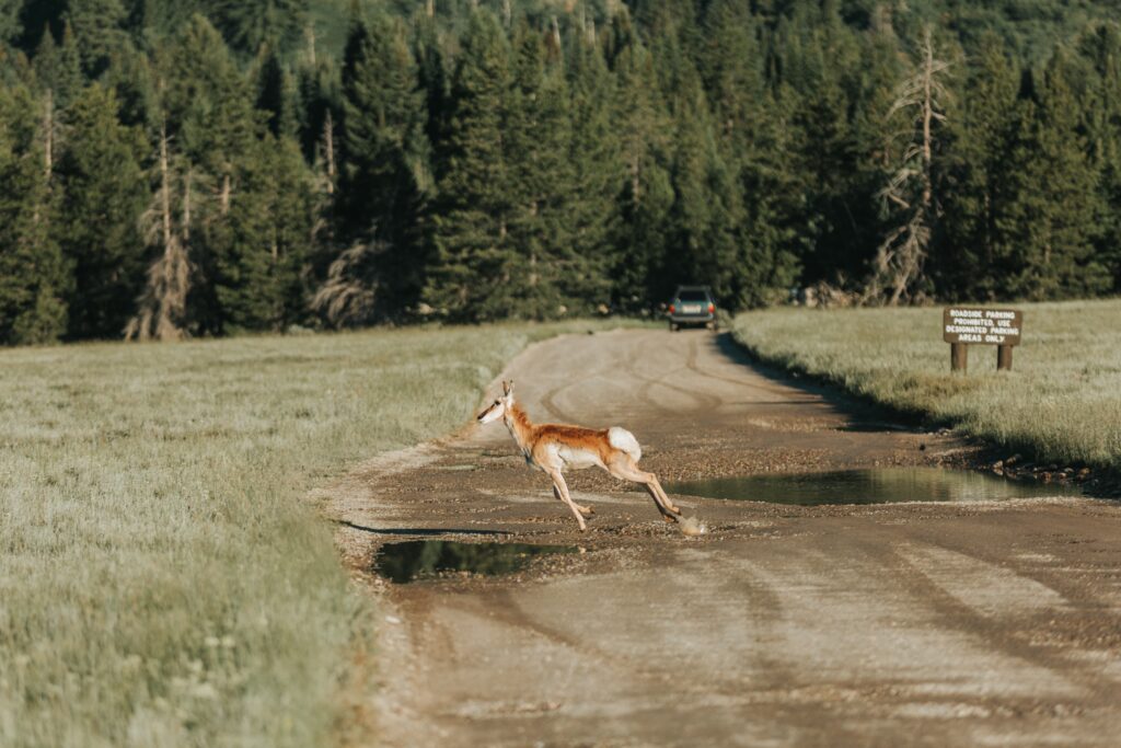 TSS_GTNP_WildlifeExpedition_06-29-17-77-min