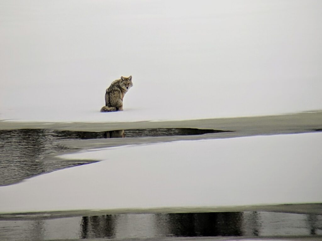 wolf sitting on snow near quiet water