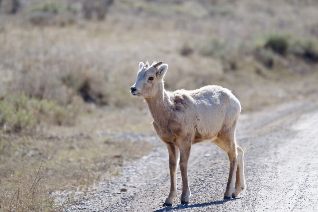 Bighorn lamb
