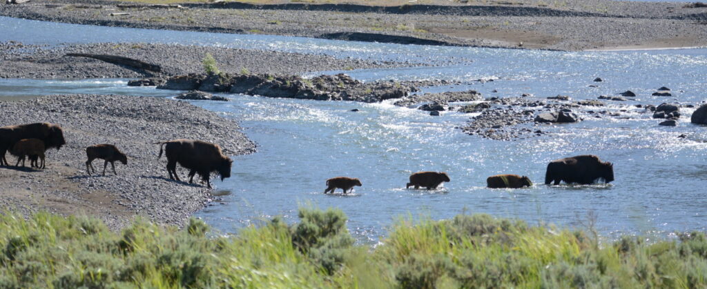 adult and young bison cross a river in Yellowstone National Park