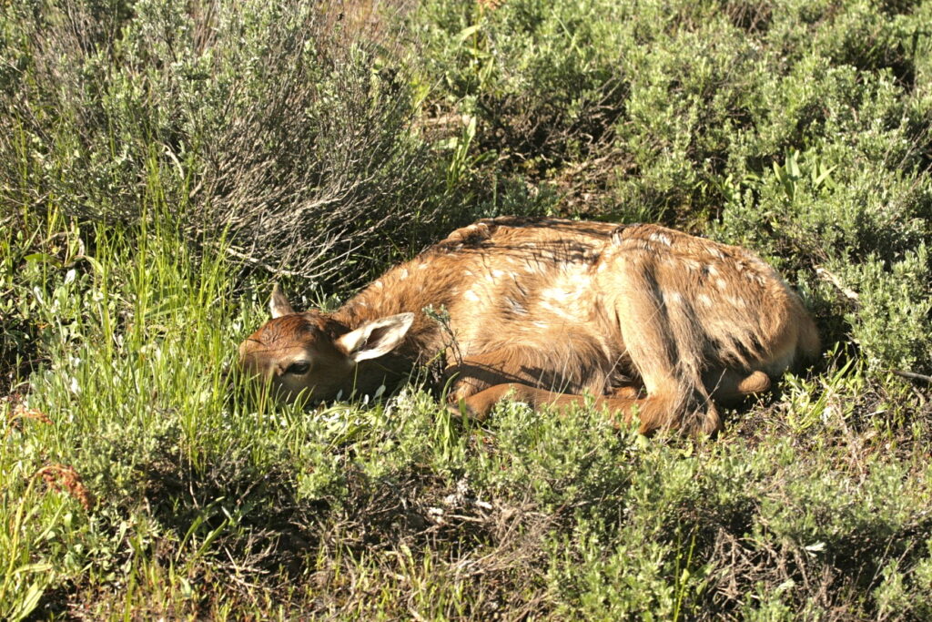 elk fawn