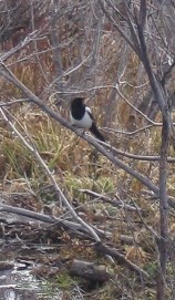 magpie perched on a branch over a stream
