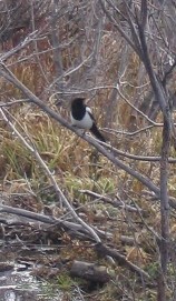 magpie perched on a branch over a stream