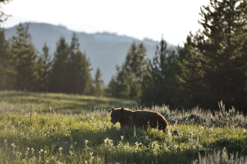 SE - Sunset Bear 2