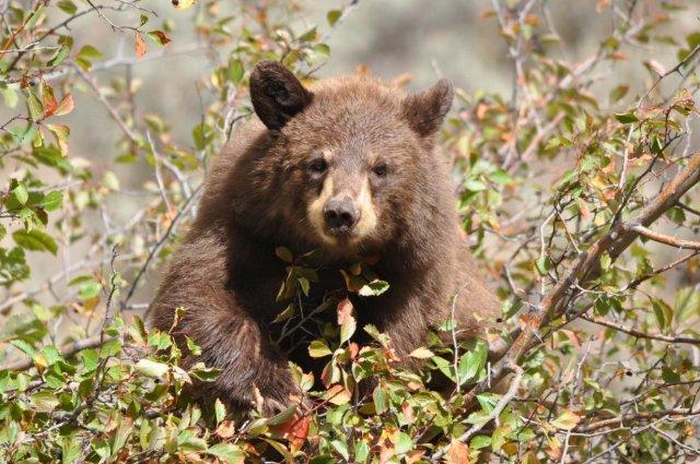 black bear foraging on wild berries