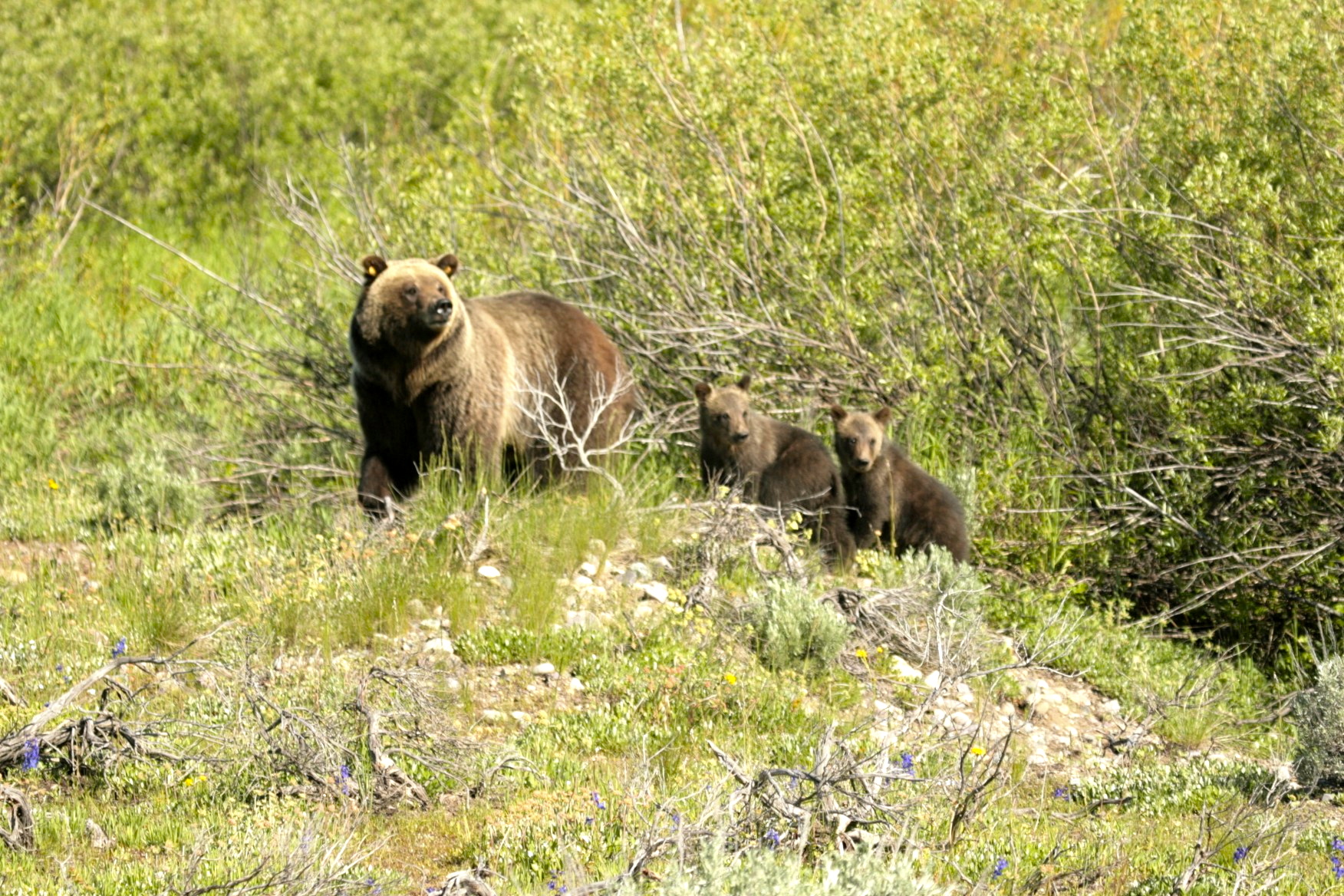 grizzly bear with two cubs in summer landscape