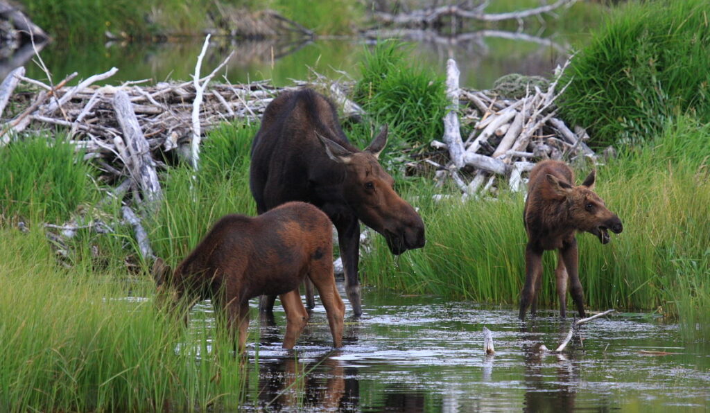 Moose and two calves standing in water