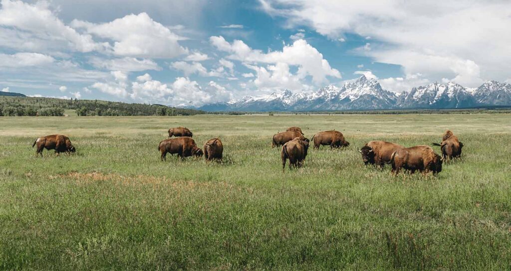 wildlife_expeditions_home_banner_teton_science_school