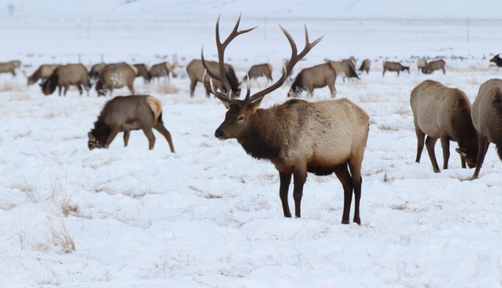 yellowstone winter tours from jackson hole