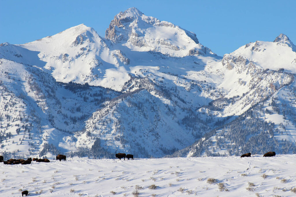 yellowstone winter tours from jackson hole