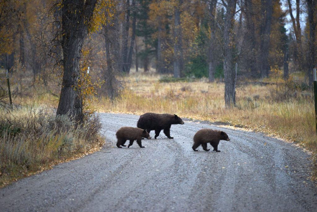 2018-10-11_Dylan Klinesteker - Bears on Murie Road