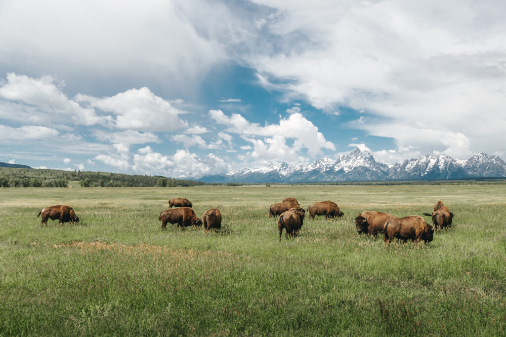 TSS_GTNP_WildlifeExpedition_06-29-17-103
