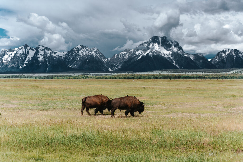 TSS_GTNP_WildlifeExpedition_06-29-17-142