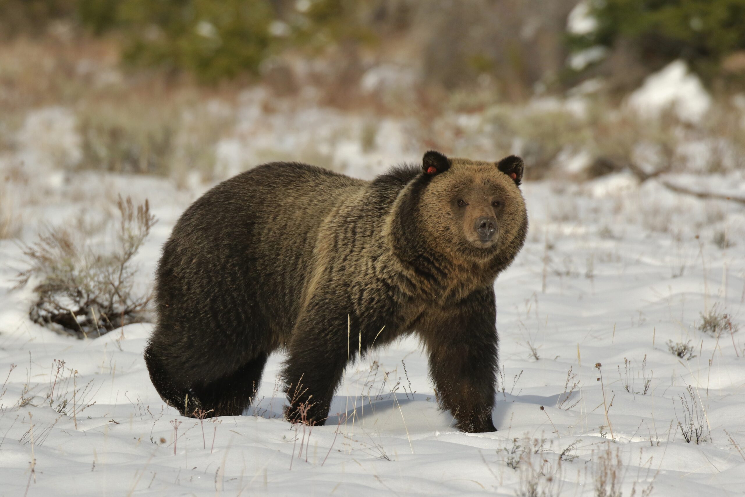 Grizzly Bear Grizzly Bear