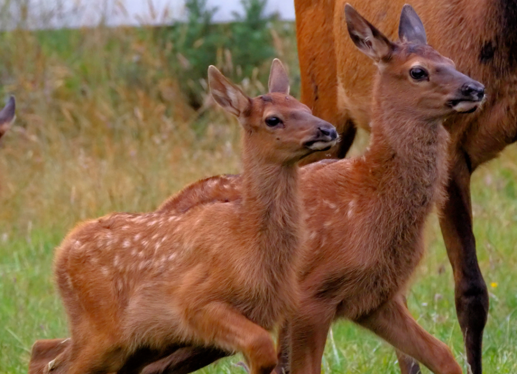 Calving Season is Upon Us