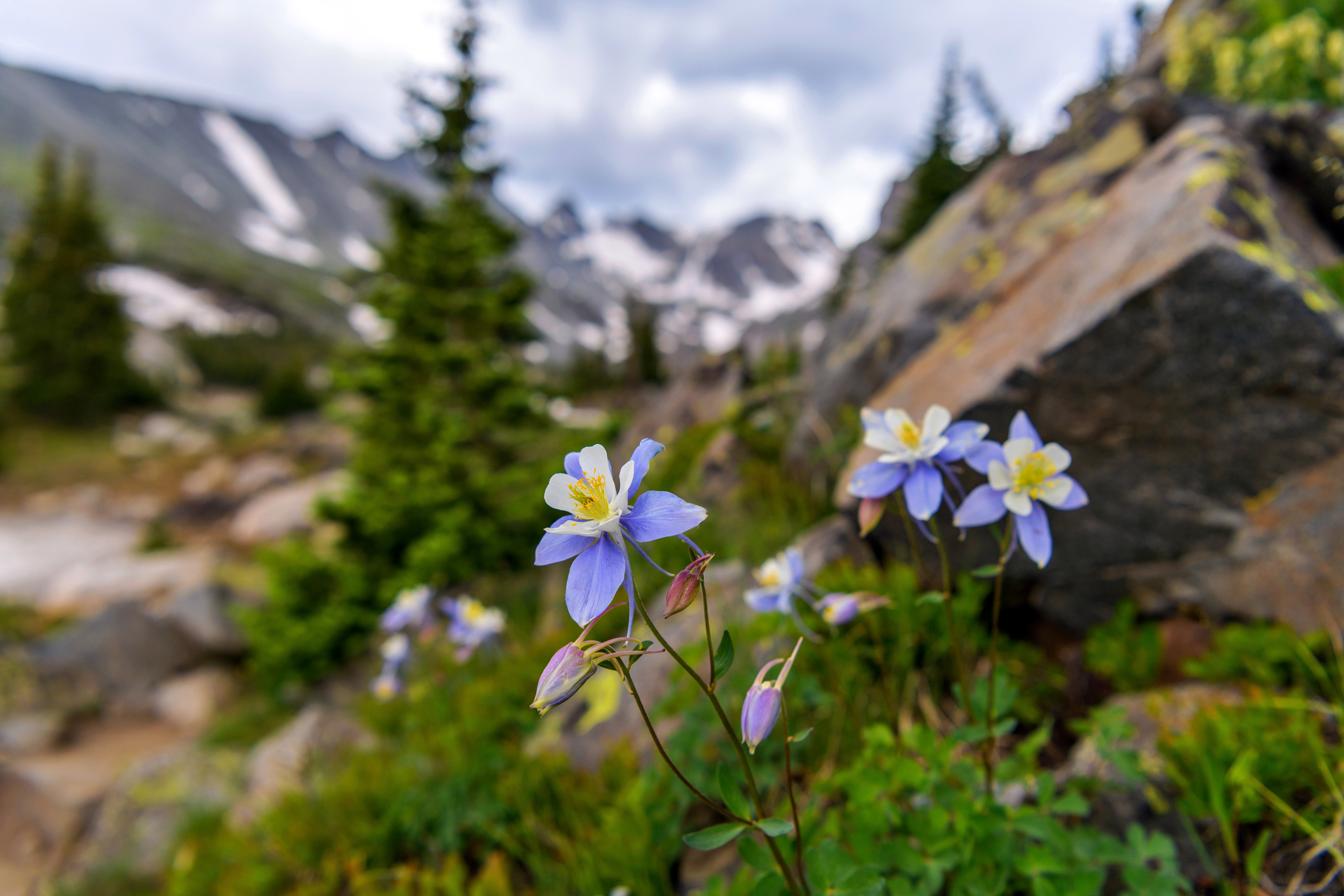 July Wildflower Guide - Teton Science Schools