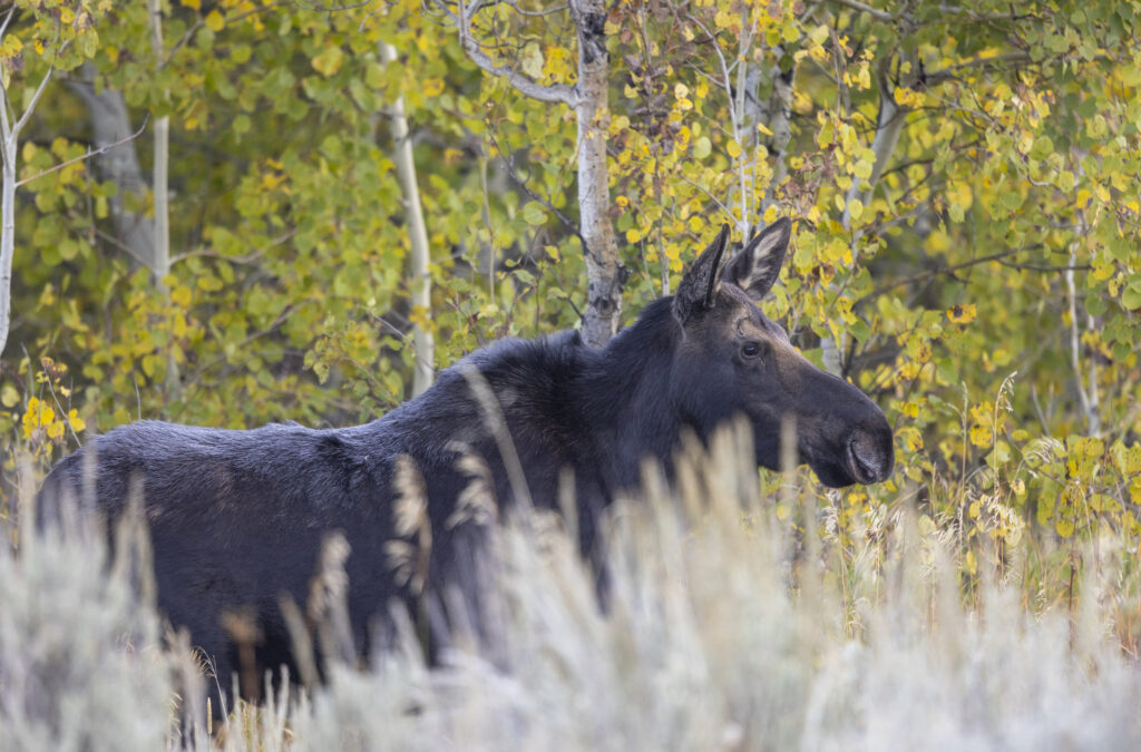 a cow moose in autumn in Wyoming