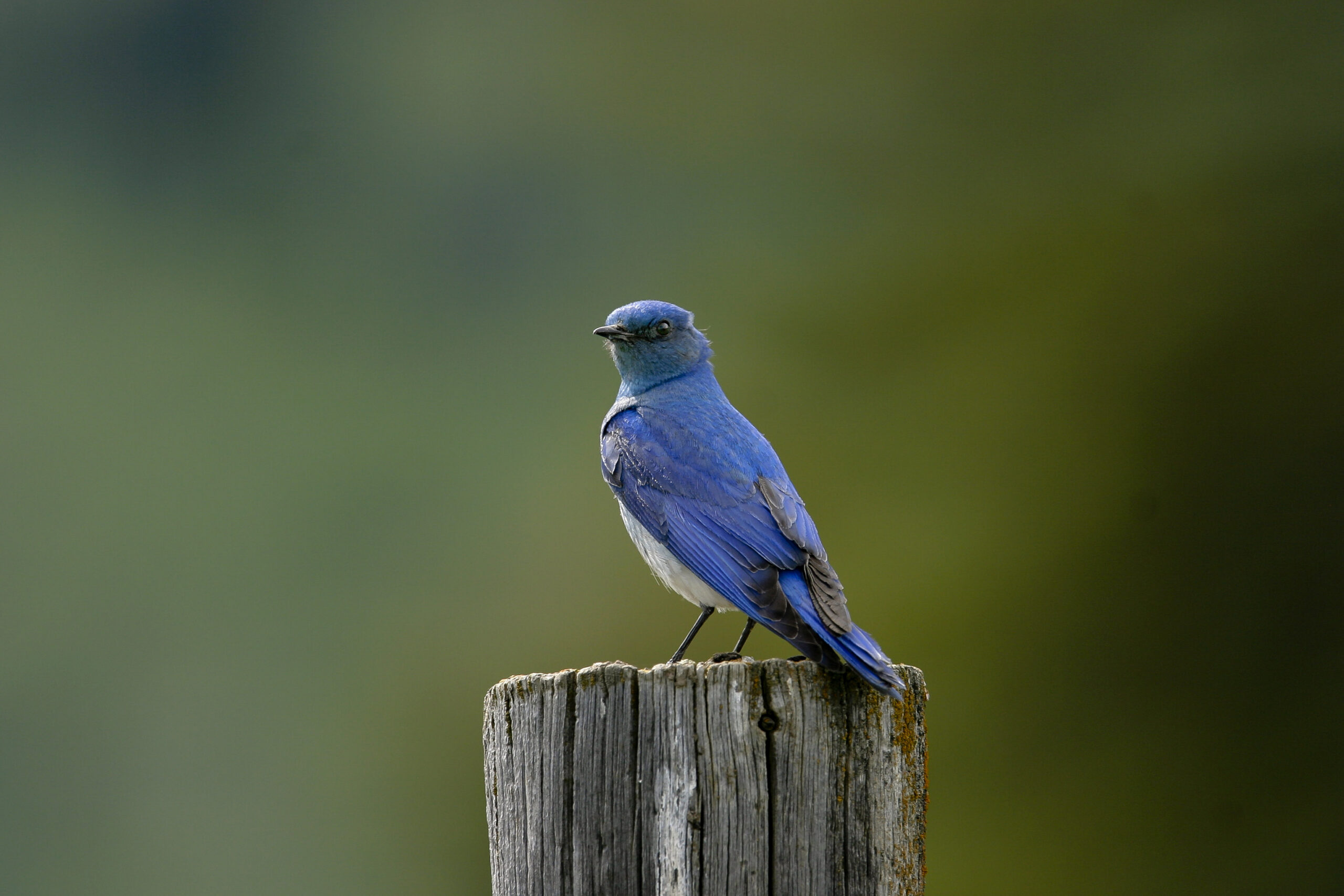 Welcome Back Birds - Teton Science Schools